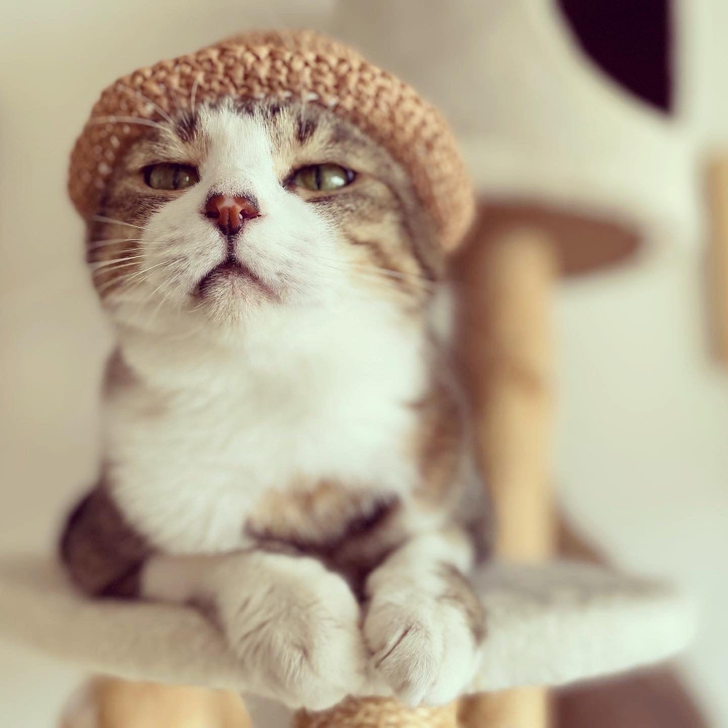 Straw Hat
