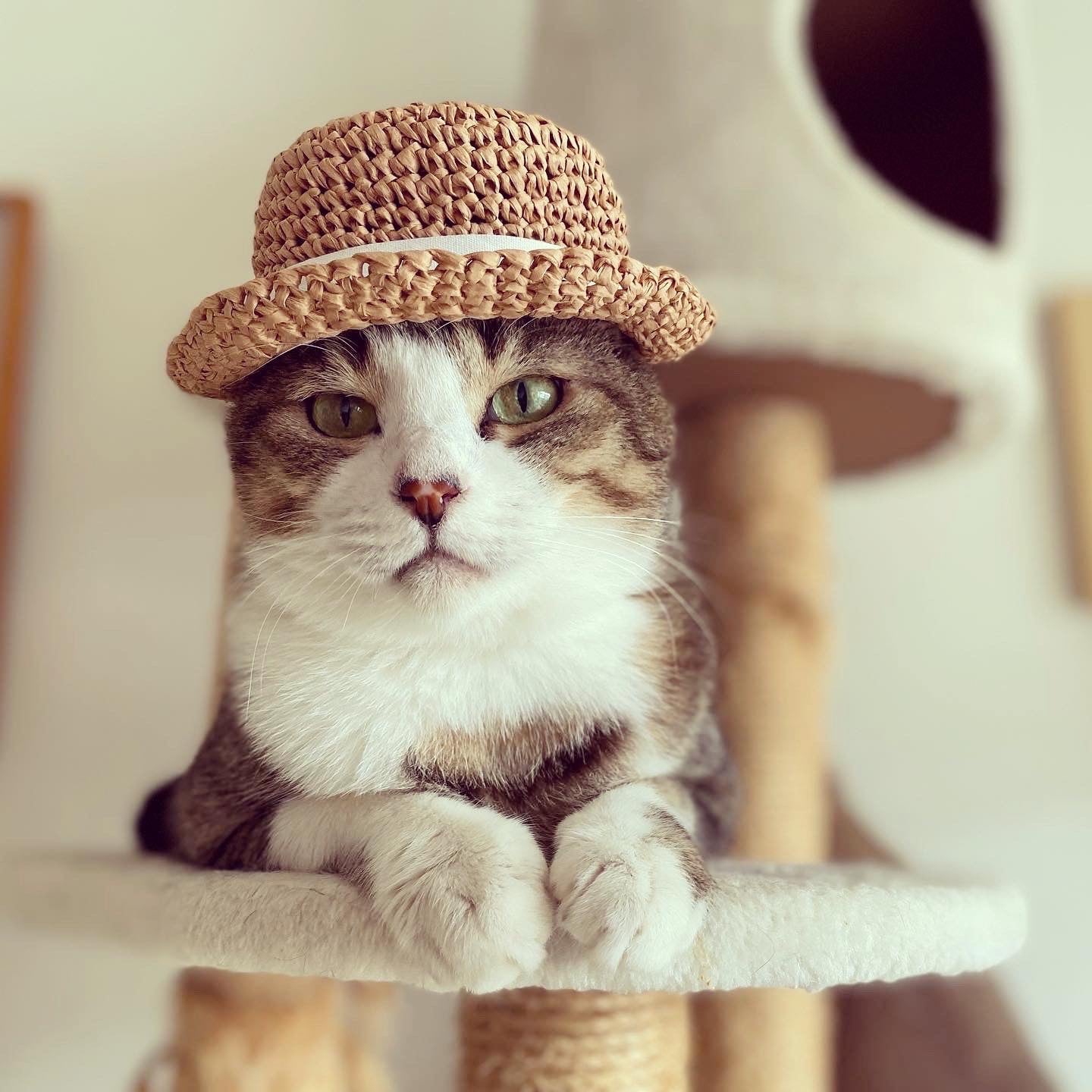 Straw Hat