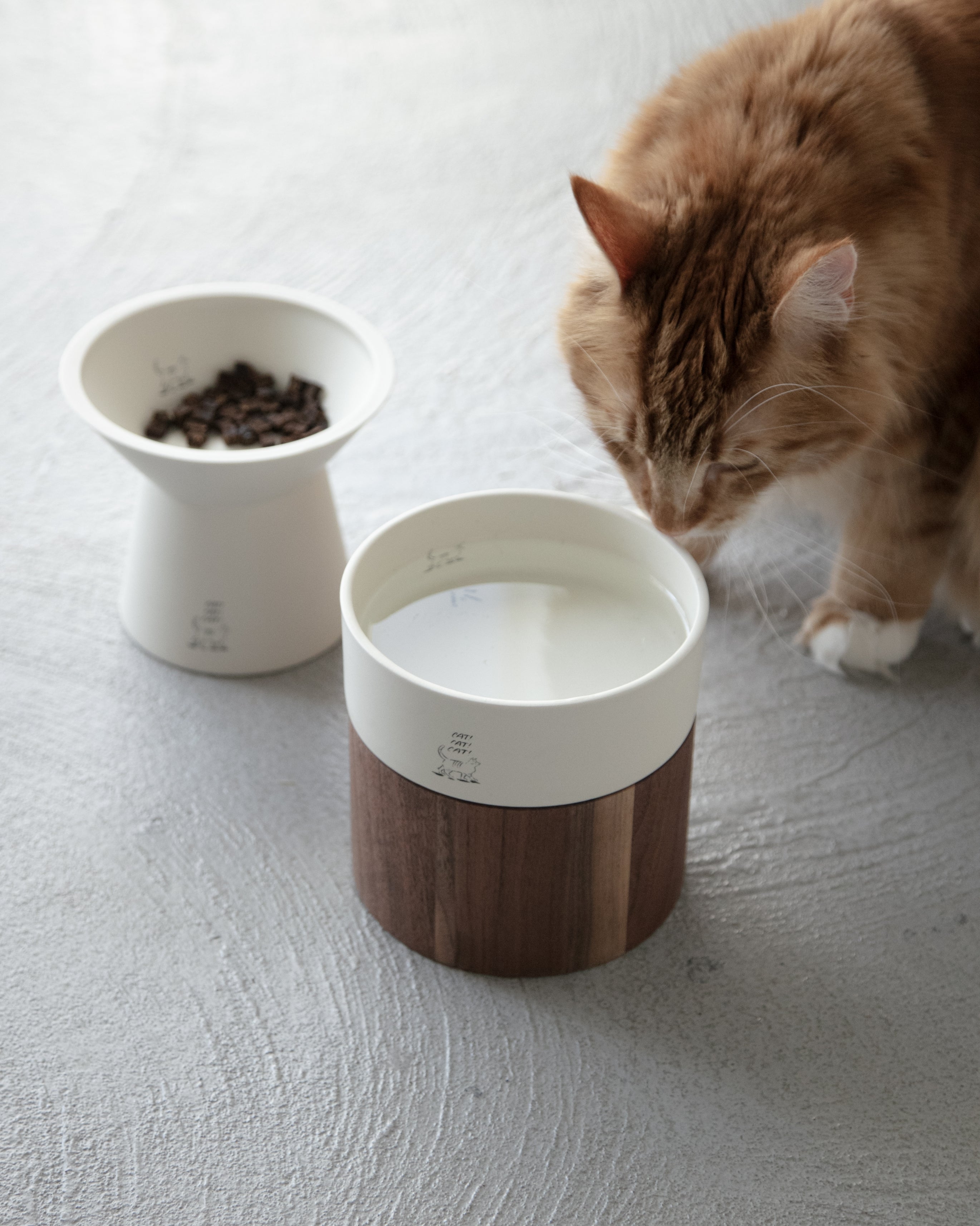 CAT! CAT! CAT! / water bowl