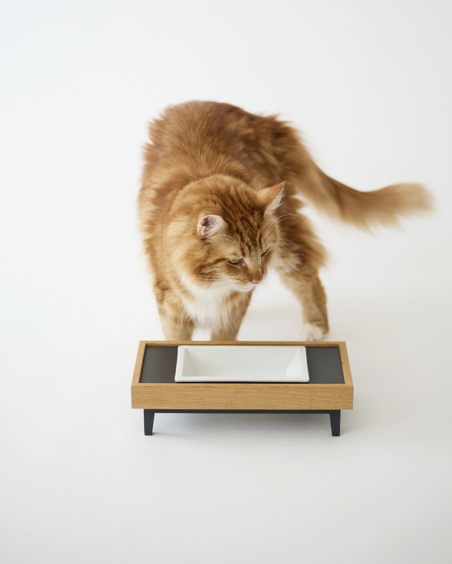 TONOA / pet feeder