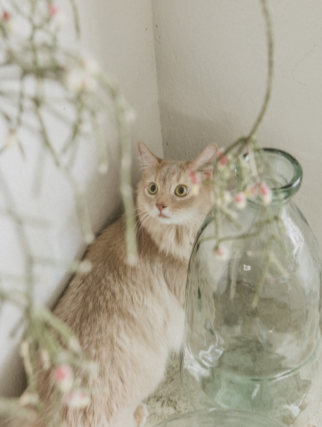 &CAT イメージ