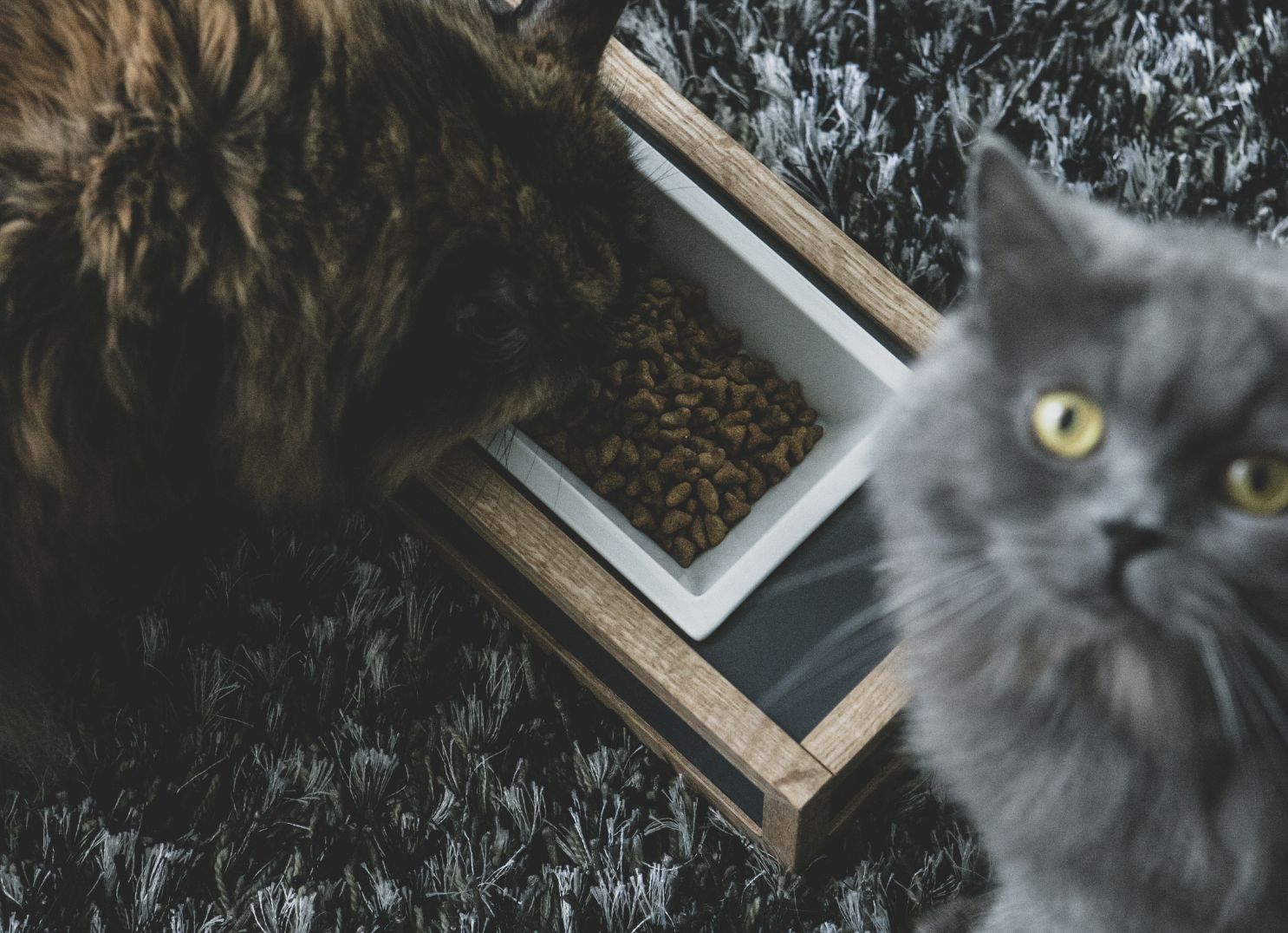 GOTHAM / pet feeder