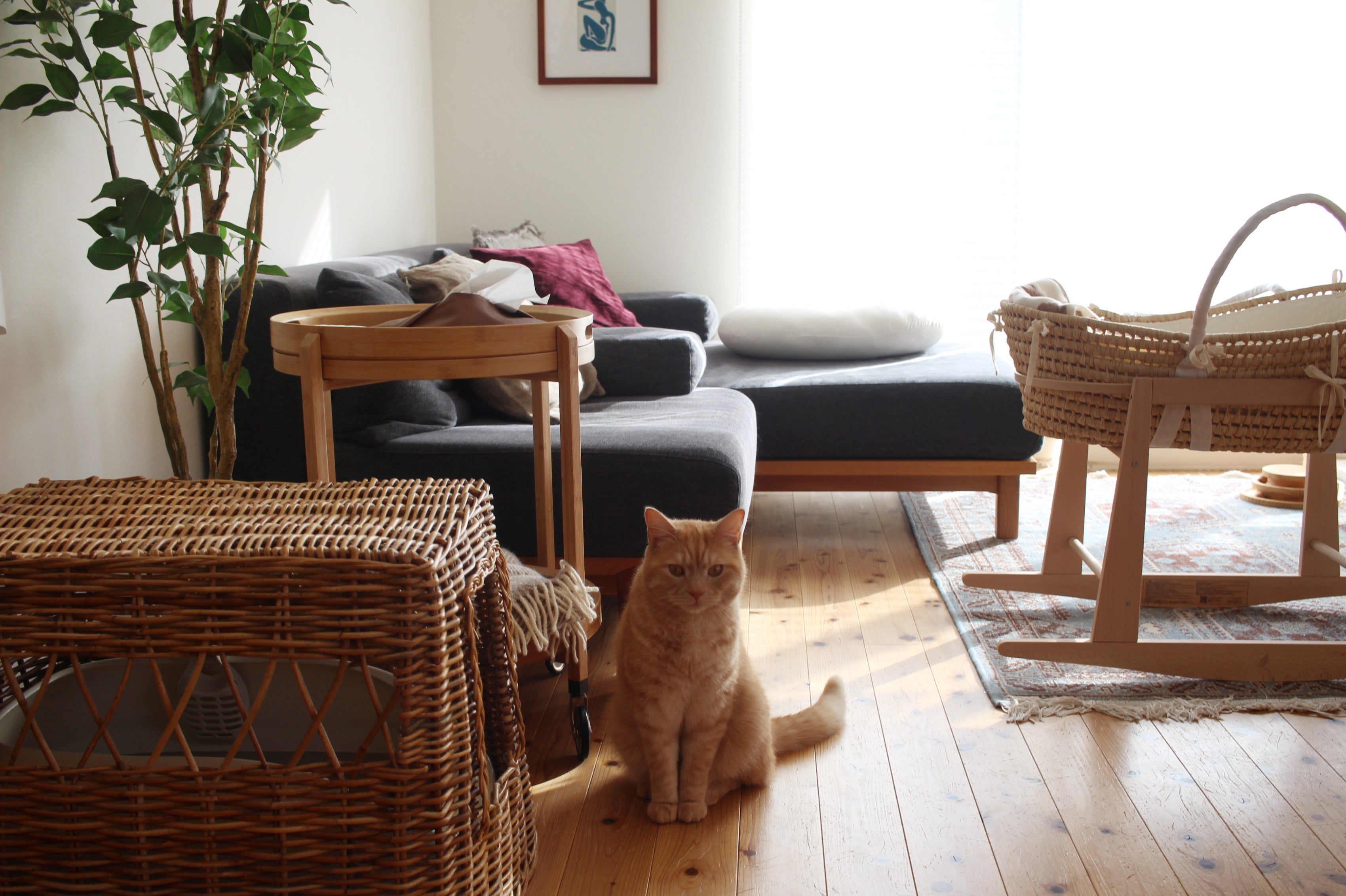 My Cat, My Home #08 | 新しい家族と、やさしく重なる日々。