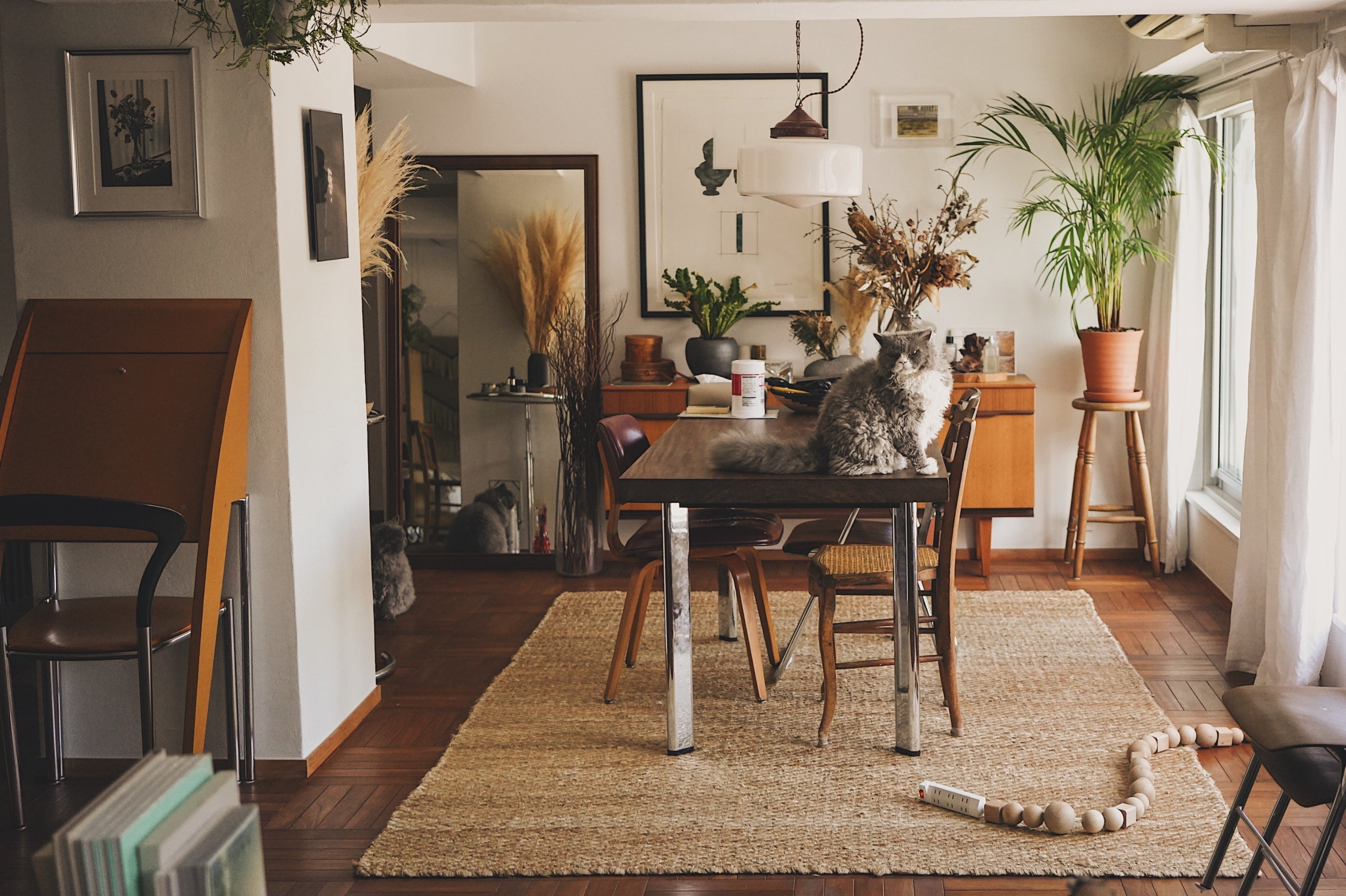 My Cat, My Home #06 | 静けさの中に、遊び心を少し。 セルカークレックス兄...