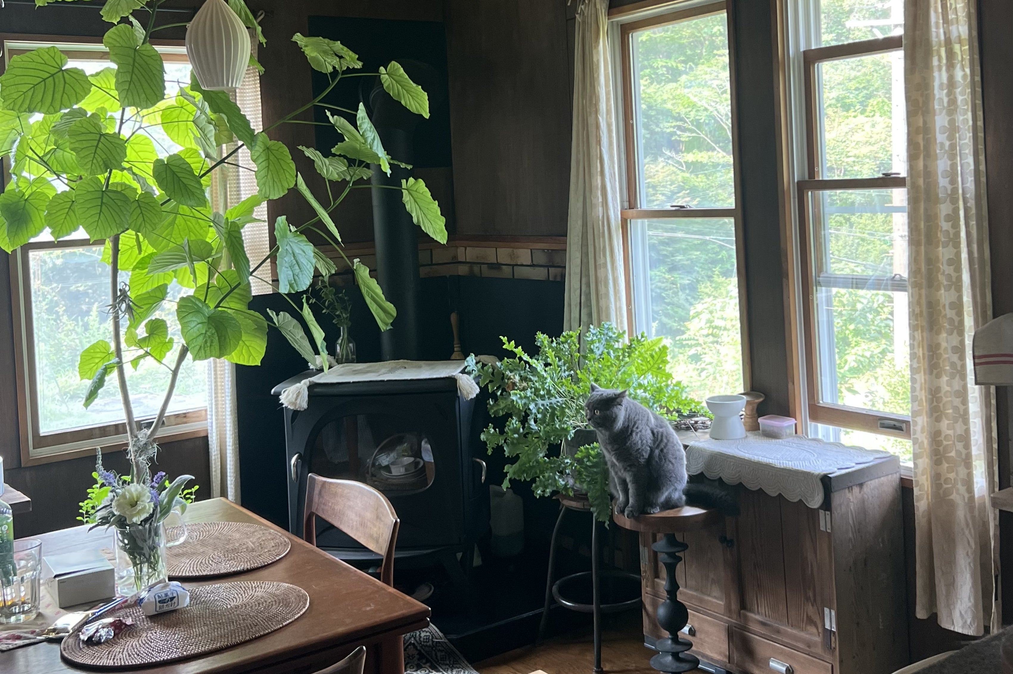 My Cat, My Home #09｜山の静けさと、猫の時間。