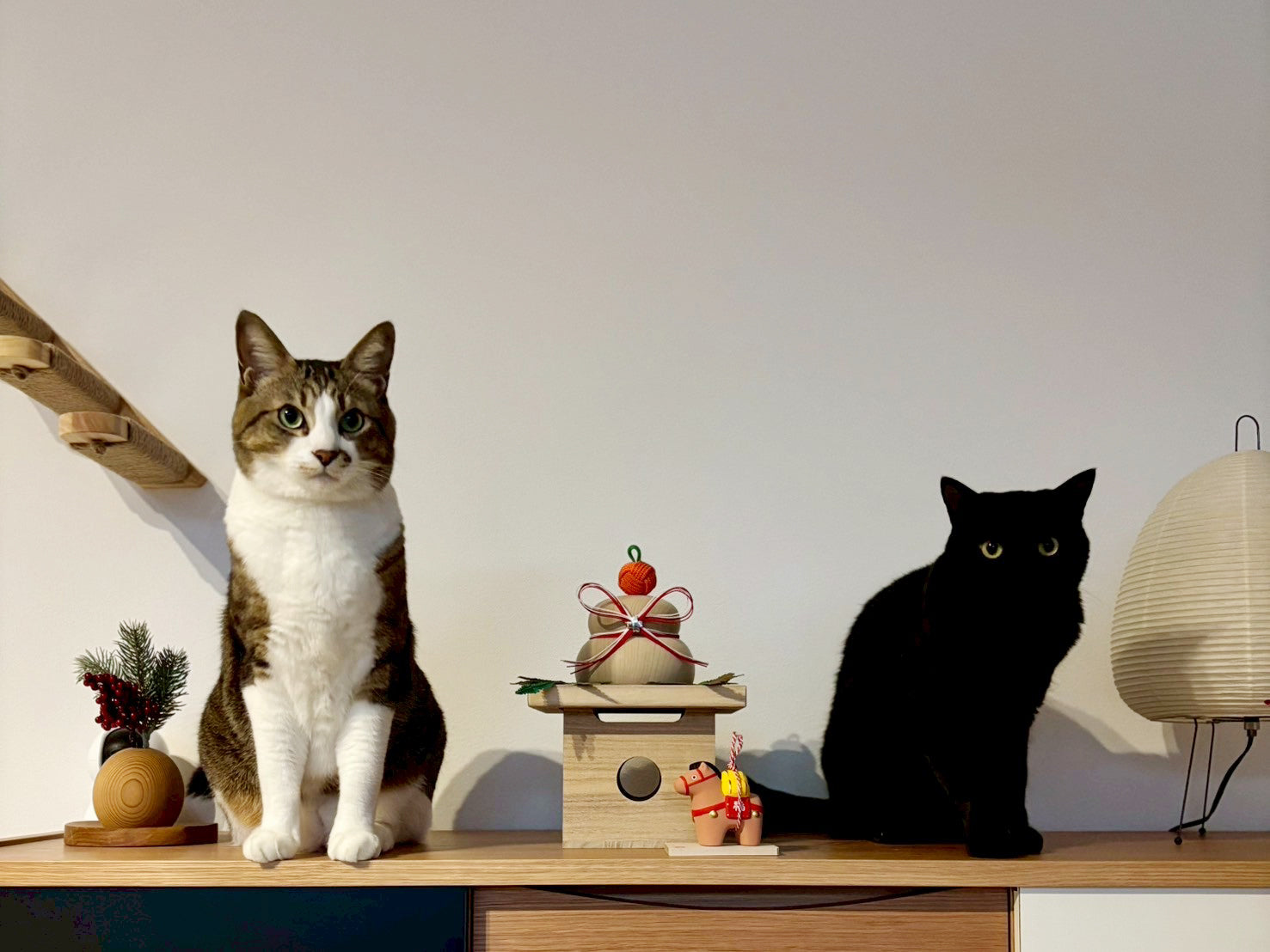 猫と暮らしの小さな学びと、ときどき雑記。 &CATスタッフMAIの暮らし手帖｜vol.04