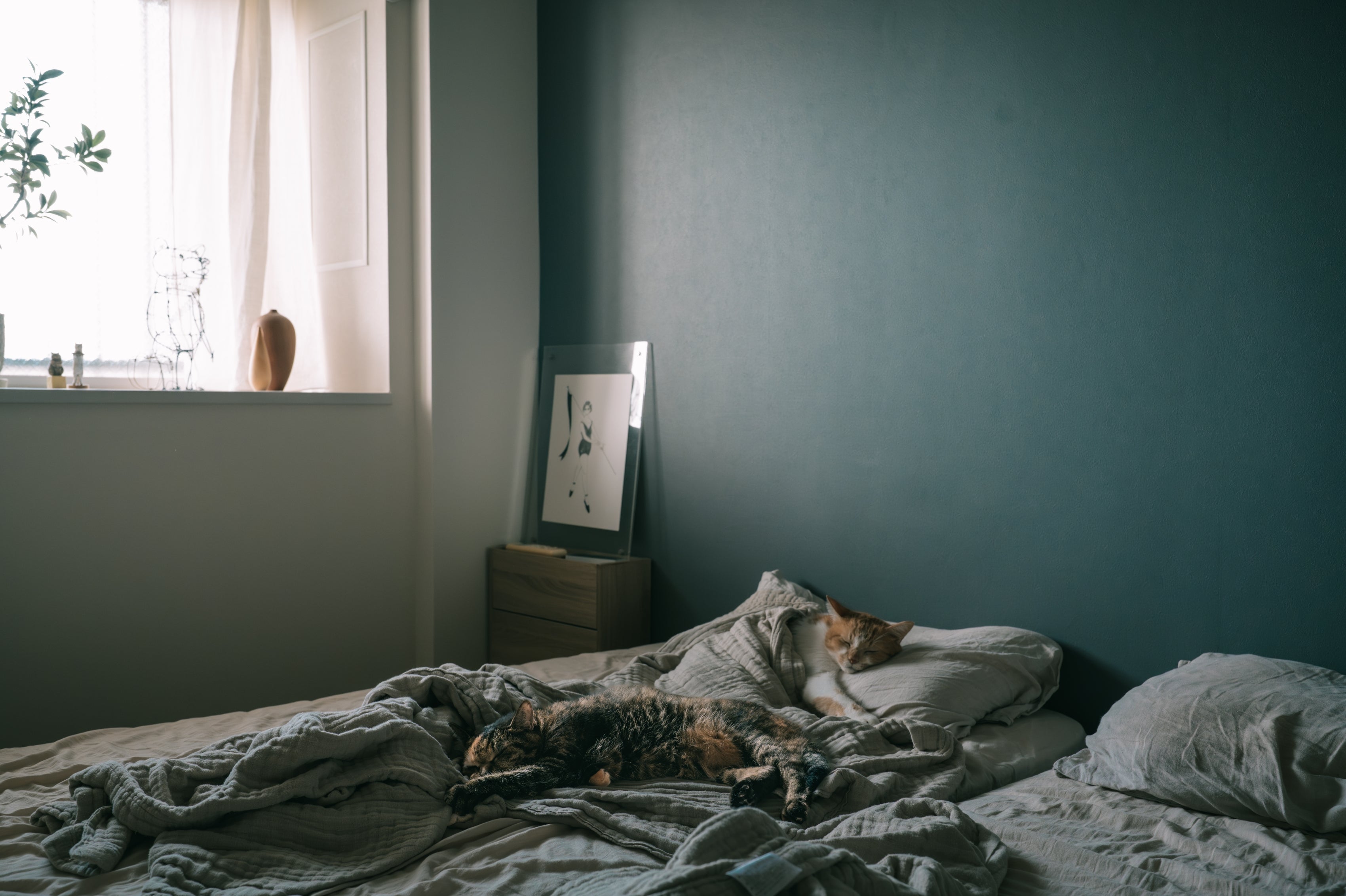 My Cat, My Home #05 | 静けさとあたたかさに包まれて。兄妹猫と過ごす、美し...