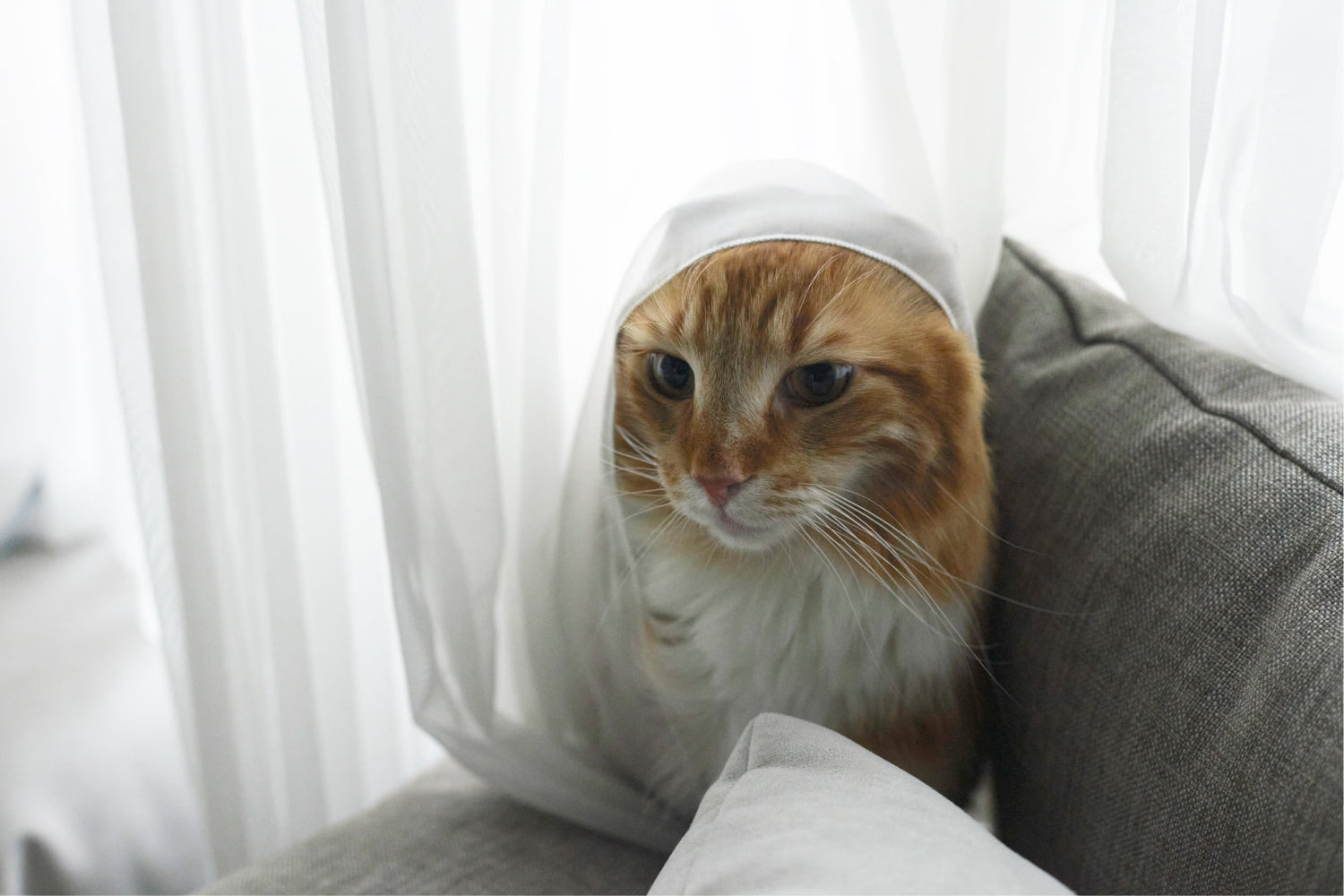 イベントアイテム