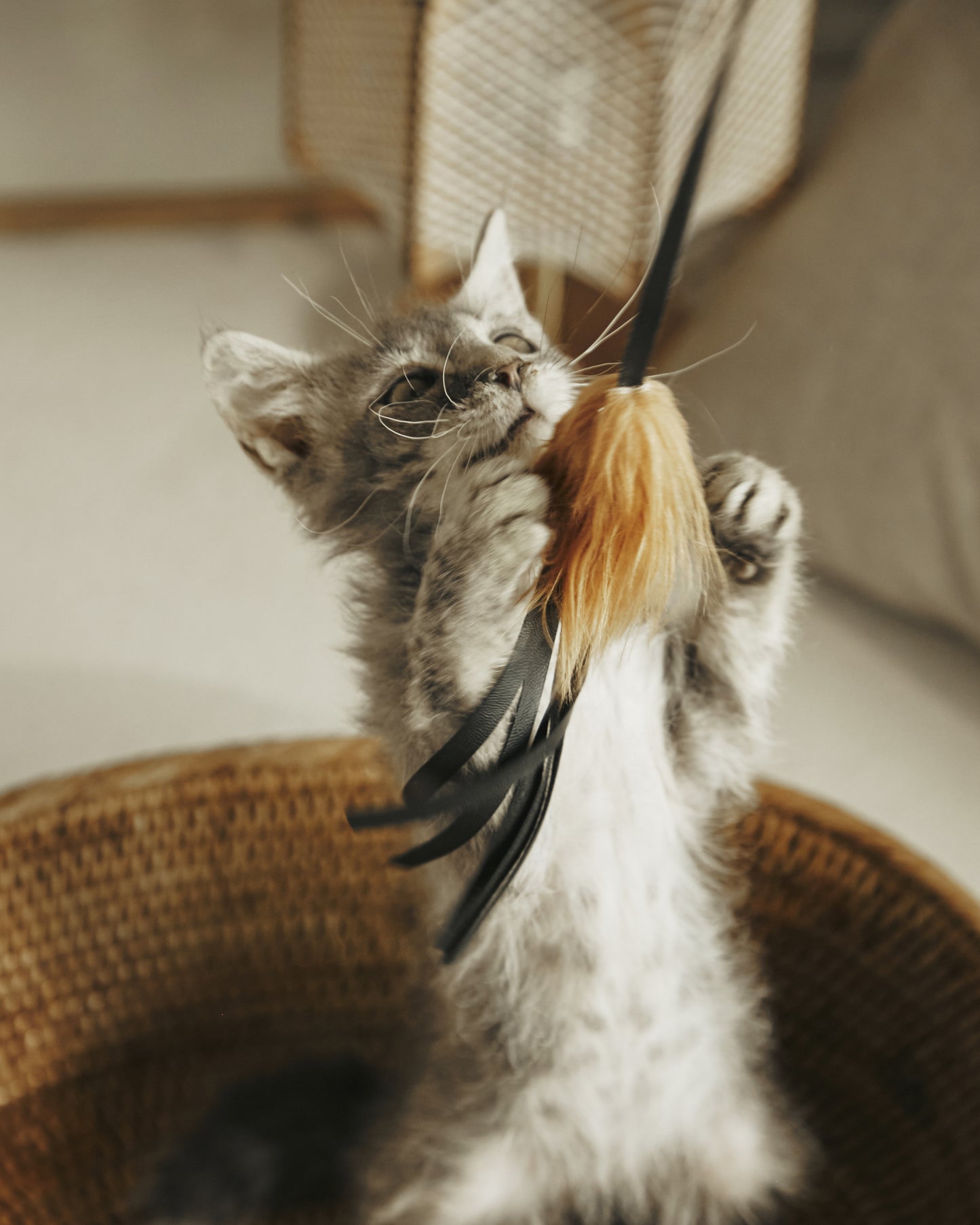 CAT BOUNCER