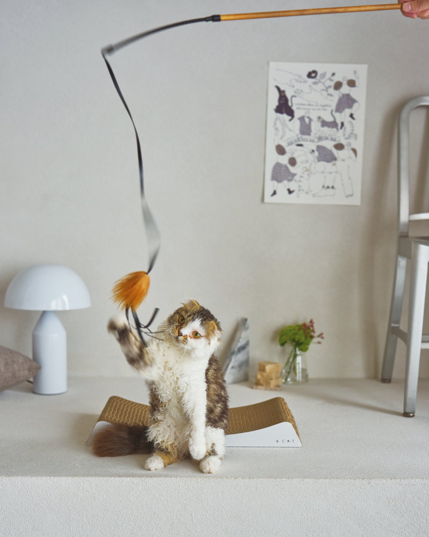 CAT BOUNCER