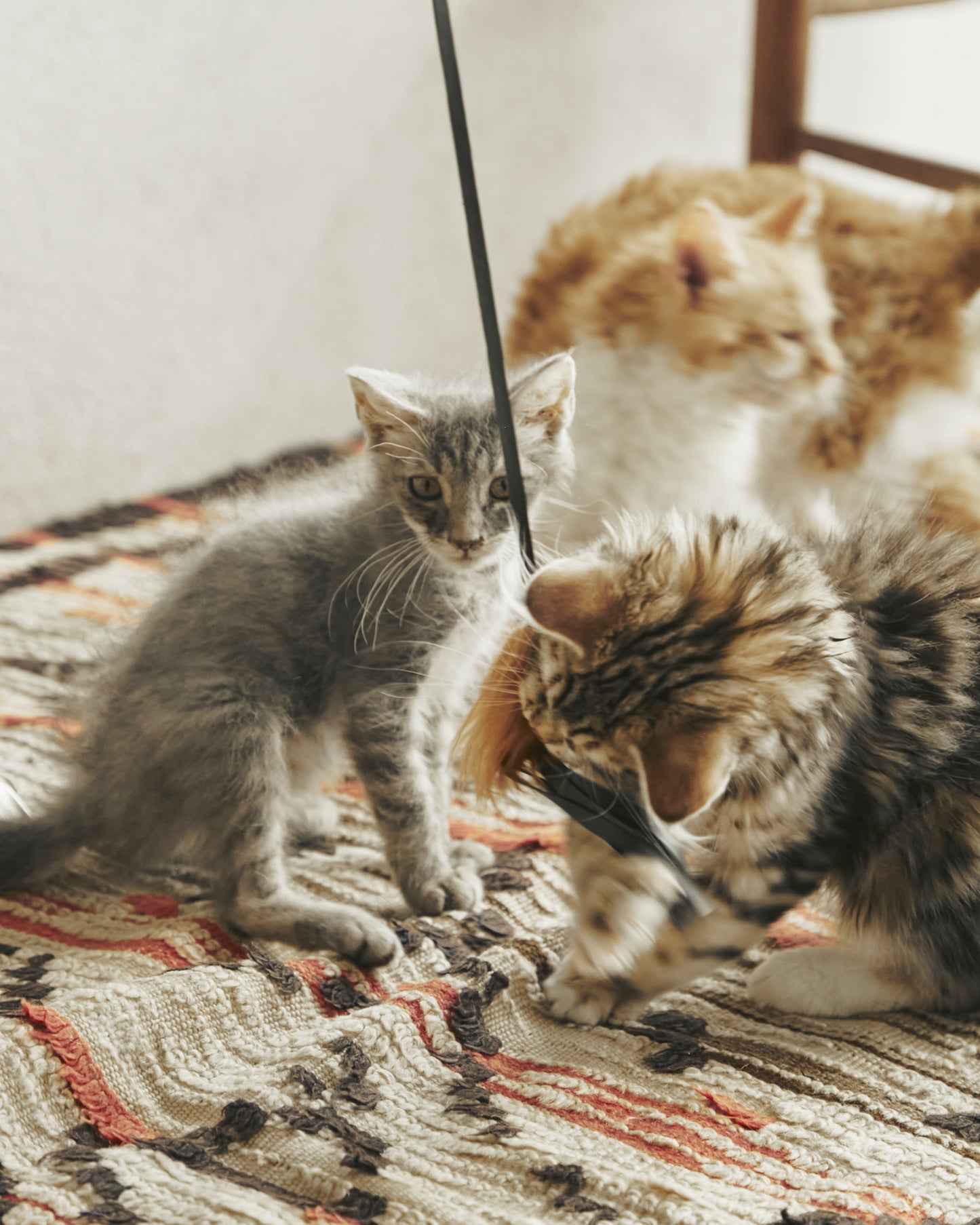 CAT BOUNCER