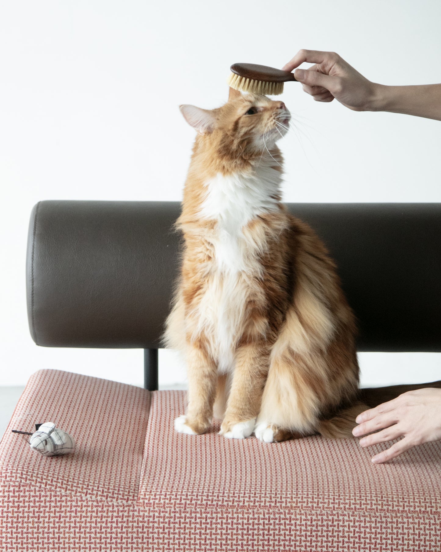 CAT BRUSH（Cleaner Set）