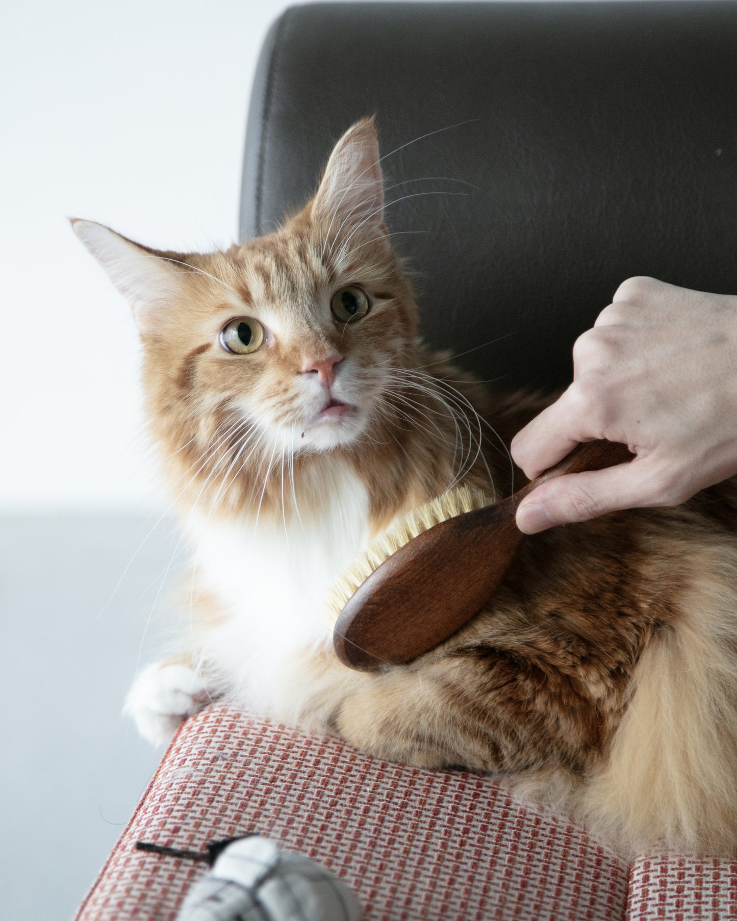 CAT BRUSH（Cleaner Set）