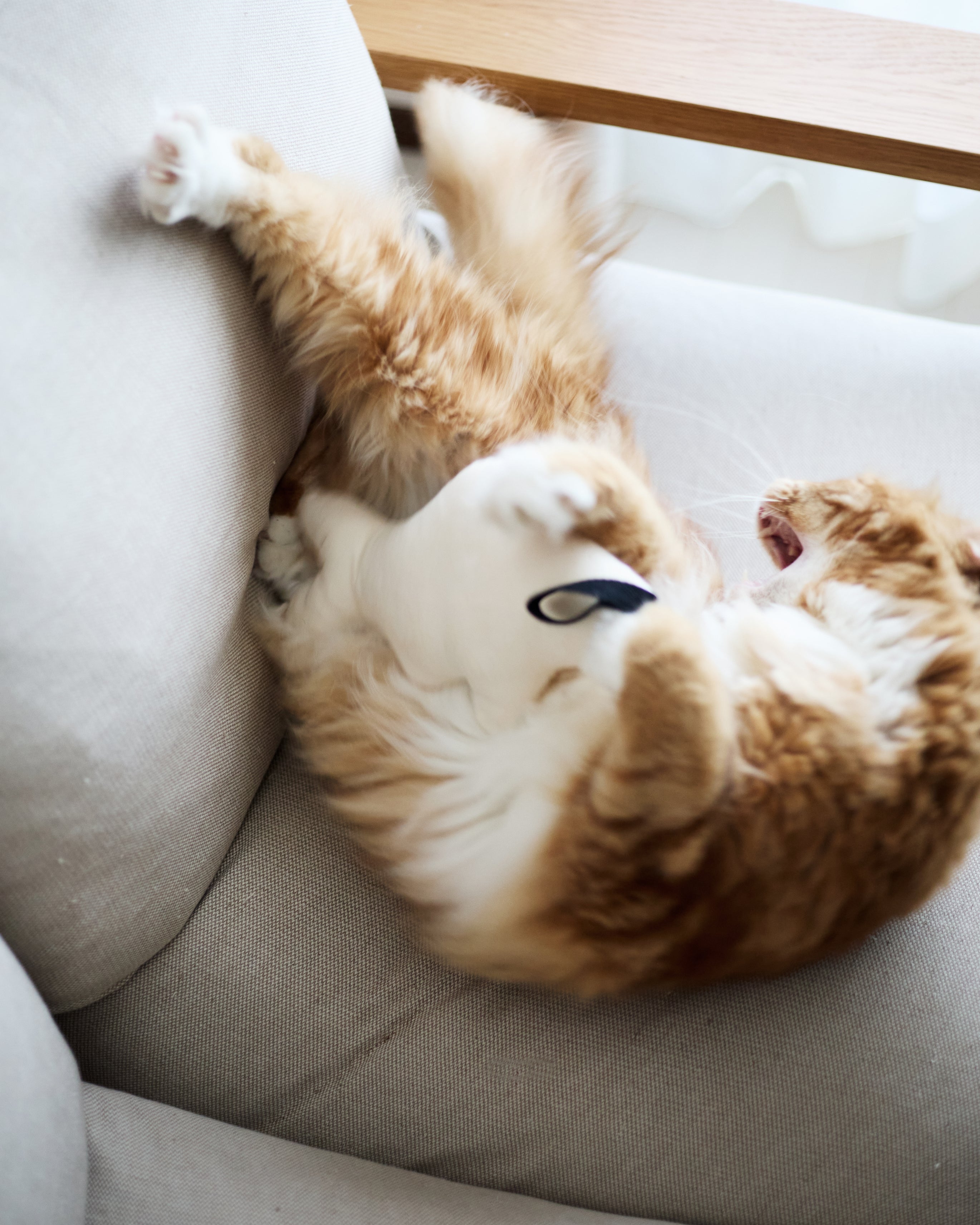 HAyU × &CAT 猫とアートが遊ぶケリケリ「KERI KERI」日本製おもちゃ