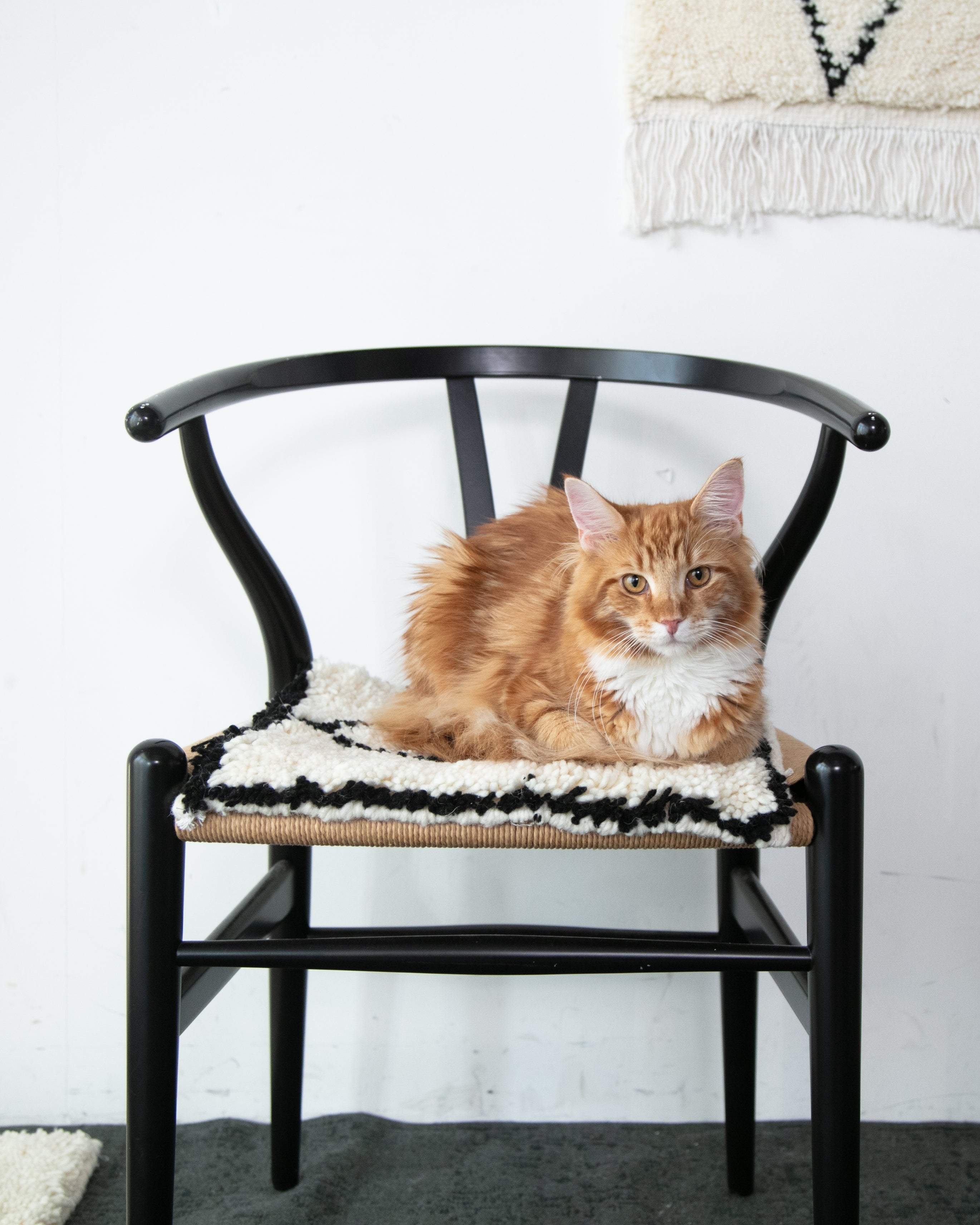 BENI OUARAIN / Black 猫がくつろげるサイズ感のベニワレン【アンド