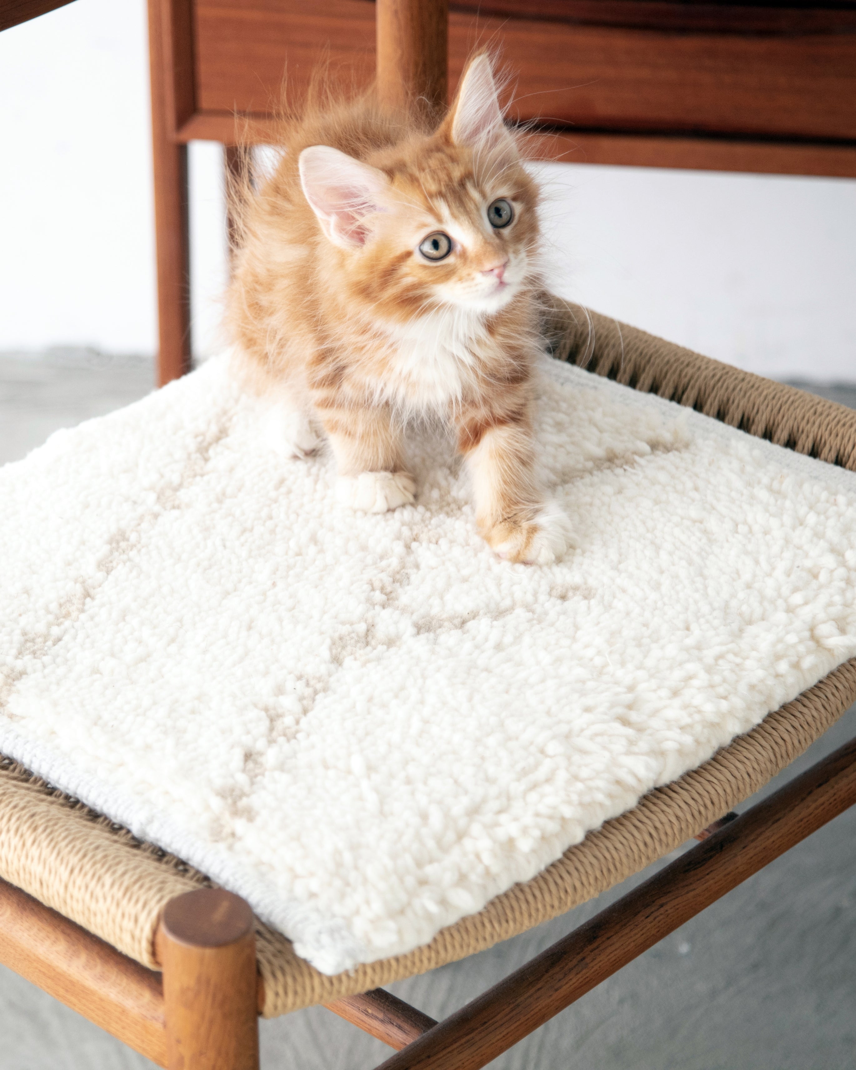 BENI OUARAIN / Natural 猫がくつろげるサイズ感のベニワレン【アンド