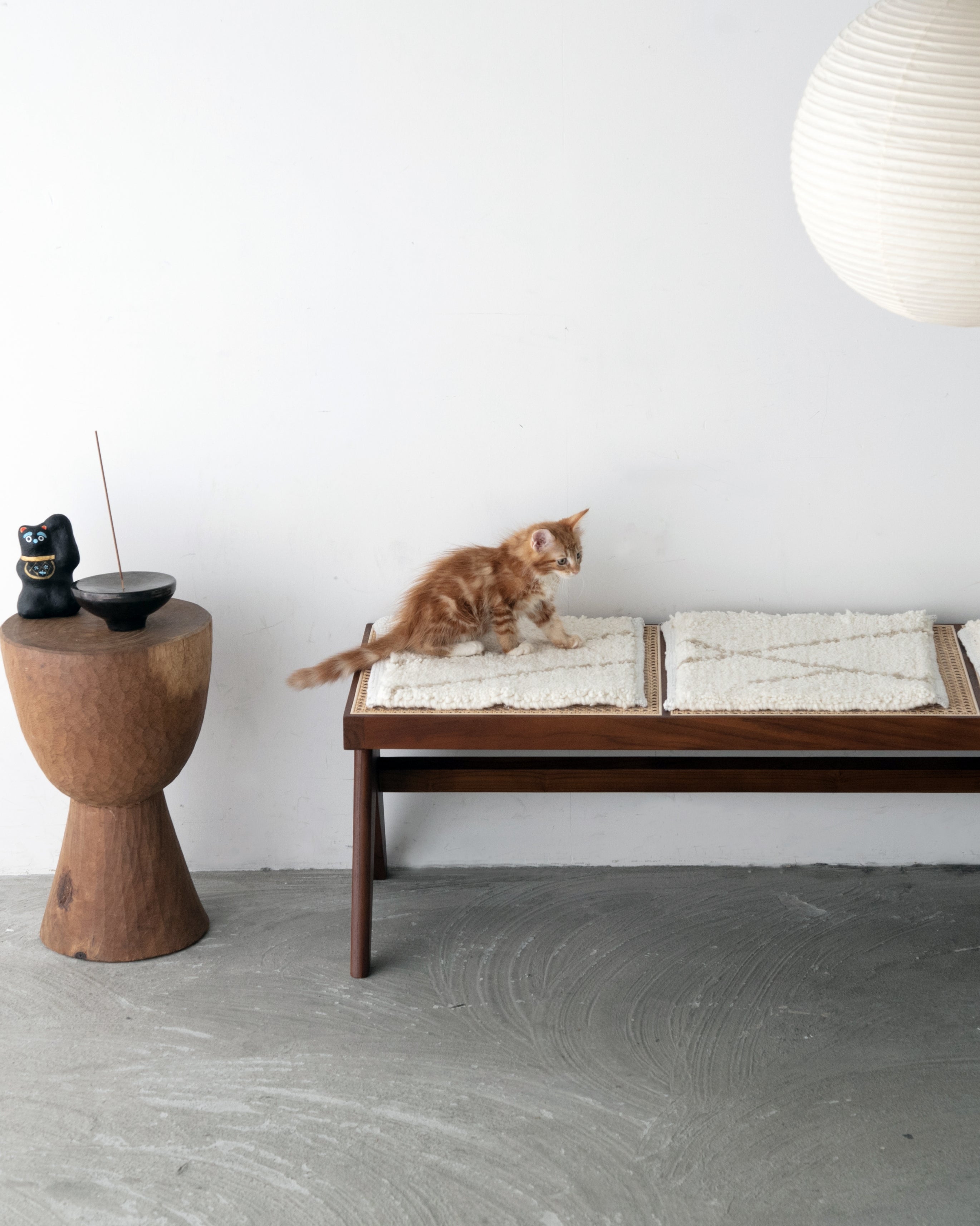 BENI OUARAIN / Natural 猫がくつろげるサイズ感のベニワレン【アンド