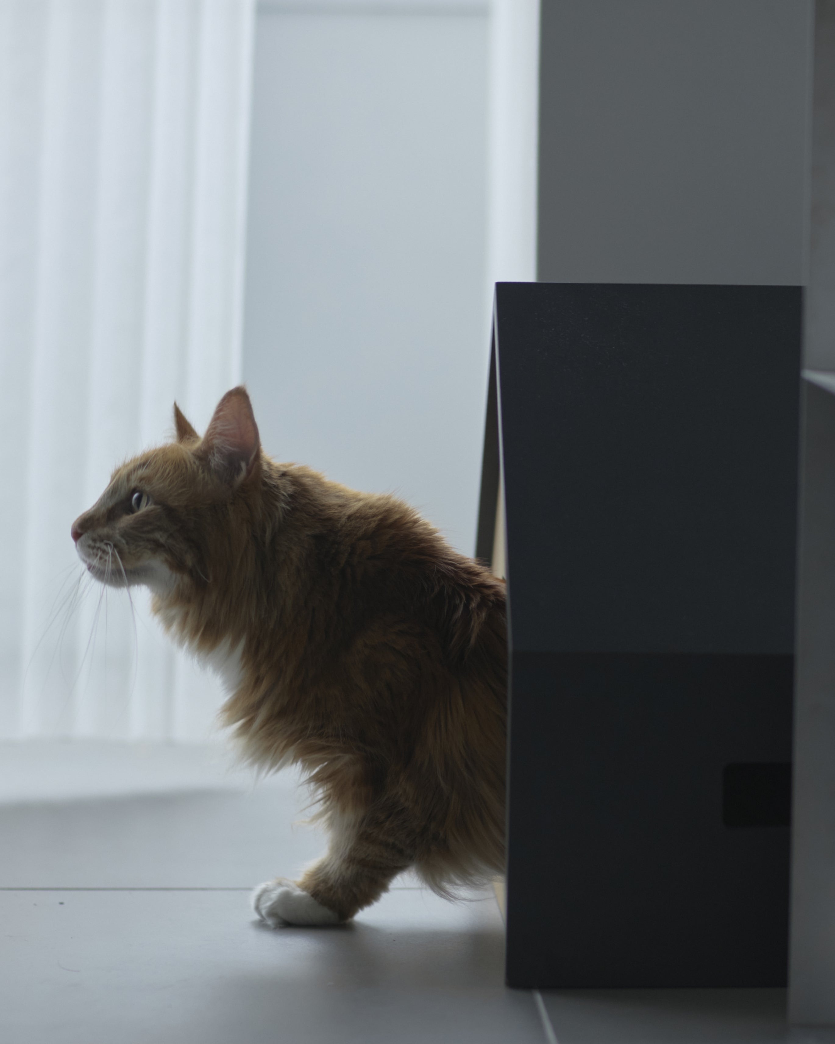 HÜTTE｜猫と暮らす、すっとインテリアに馴染むシンプルでミニマルな