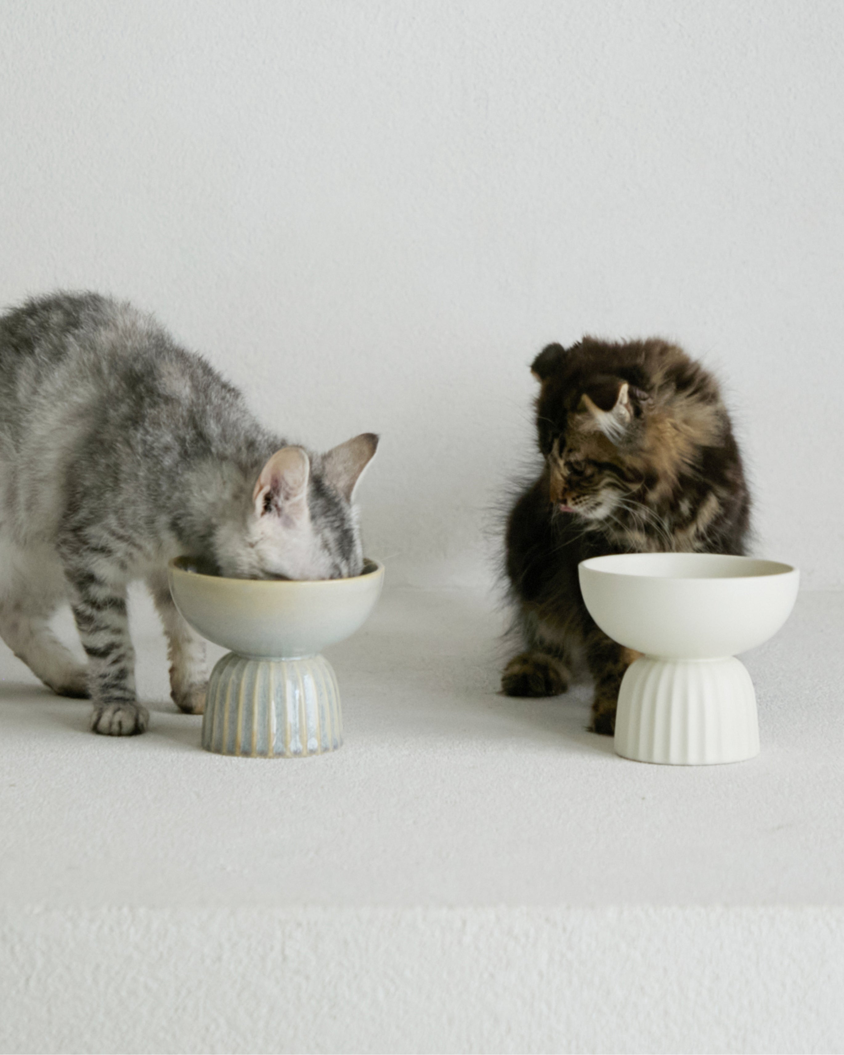 MOG BOWL