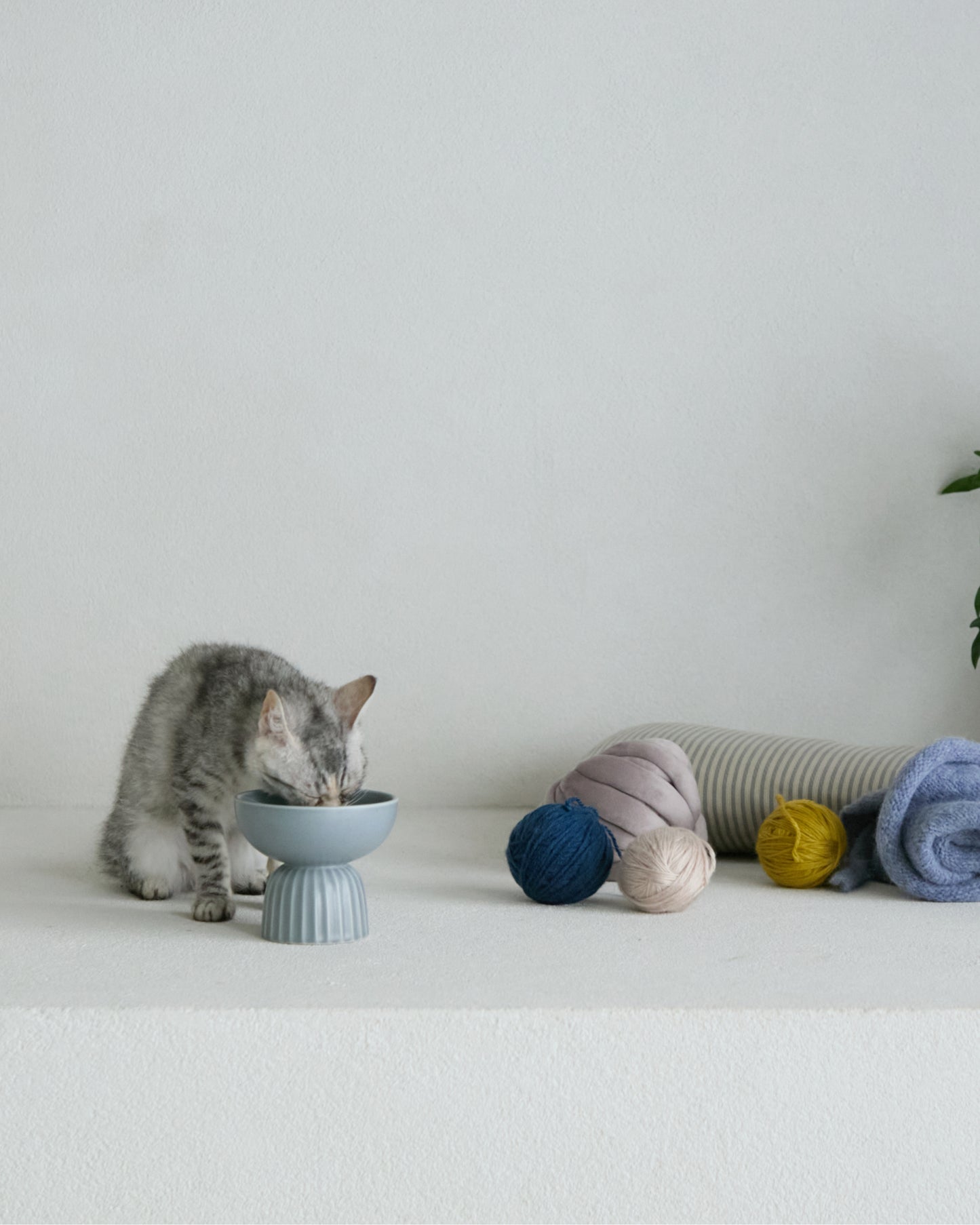 MOG BOWL