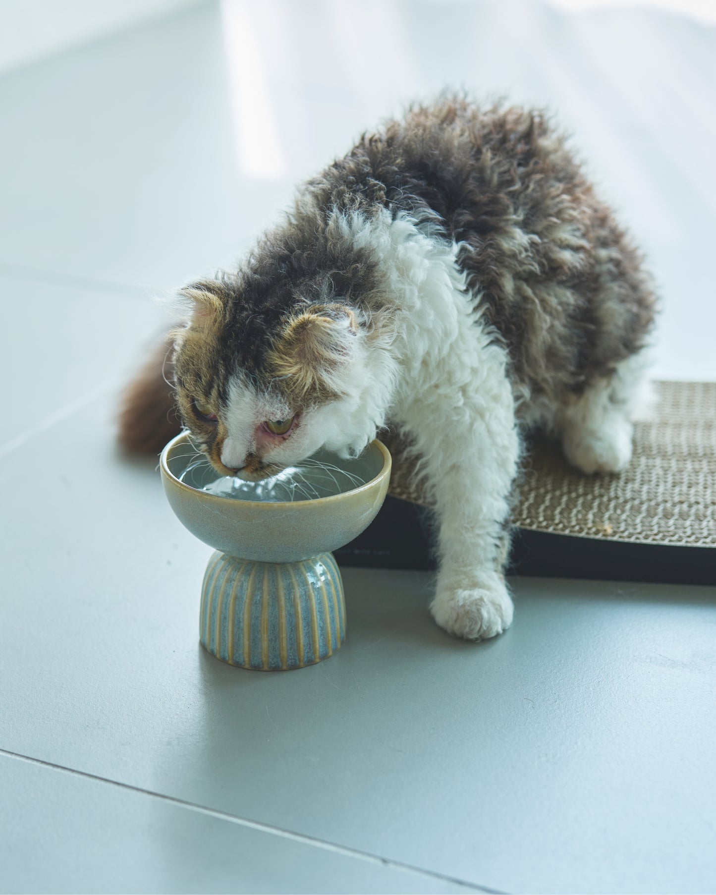 MOG BOWL