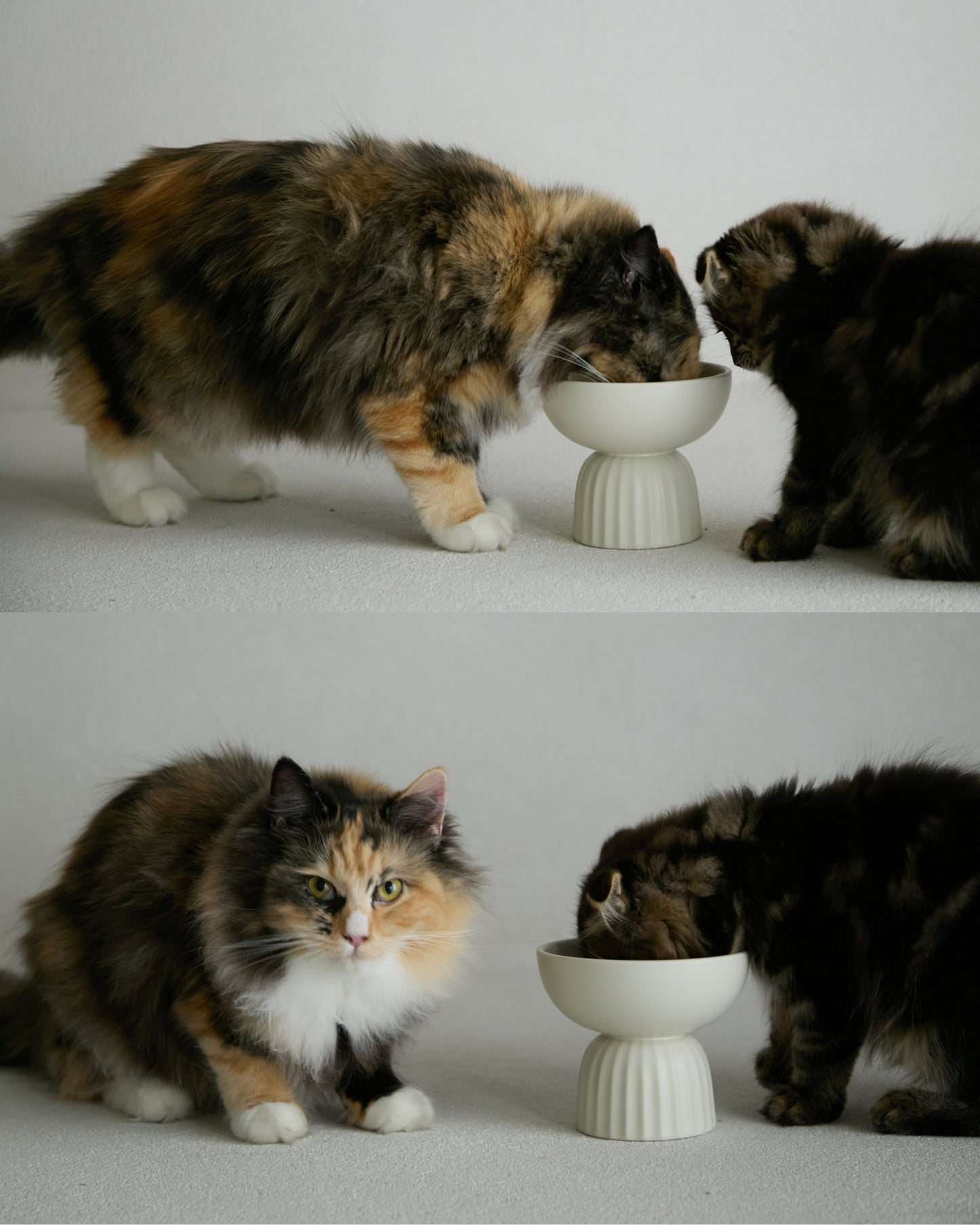 MOG BOWL