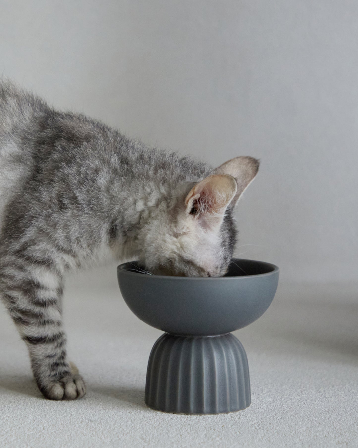MOG BOWL