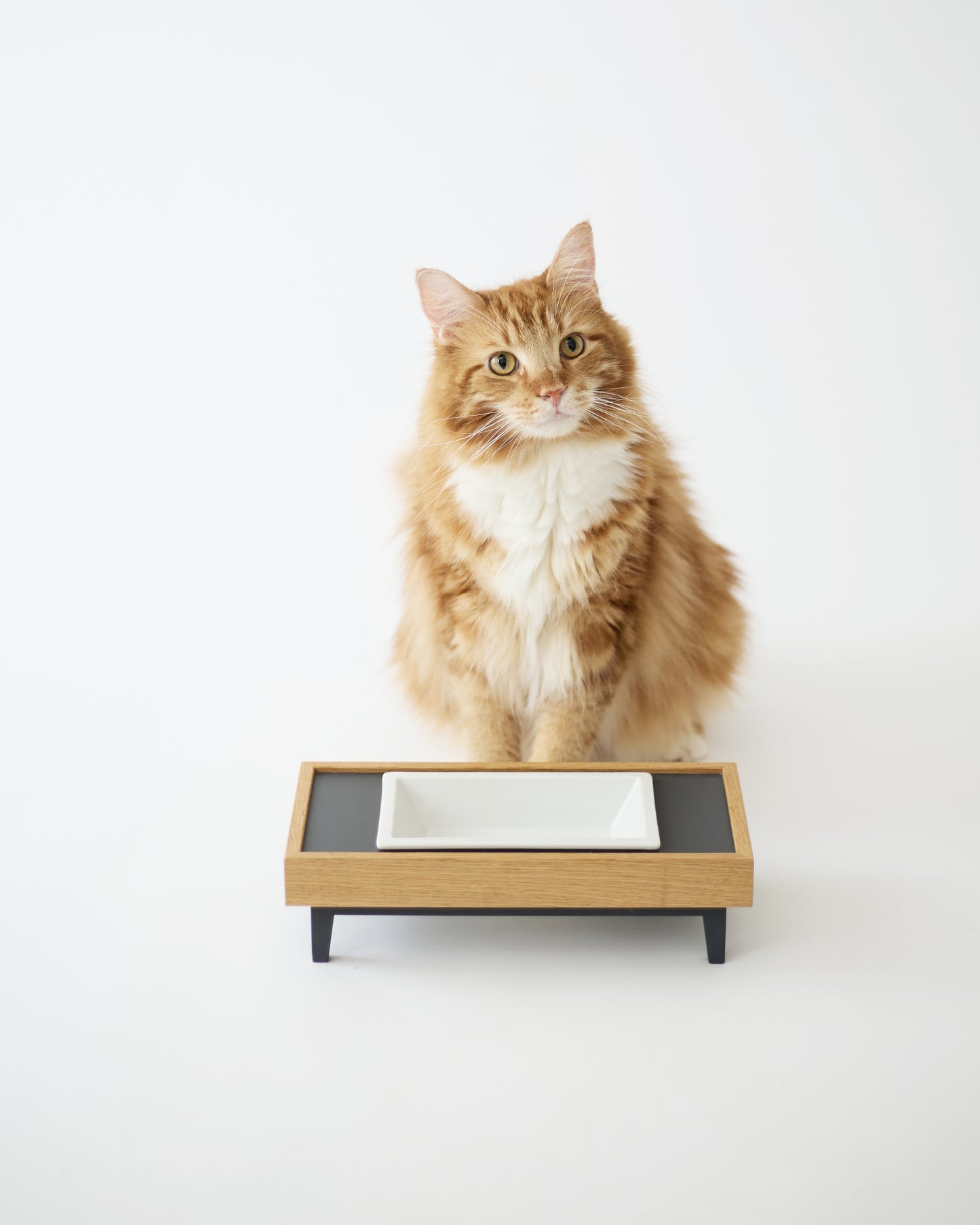 TONOA / pet feeder
