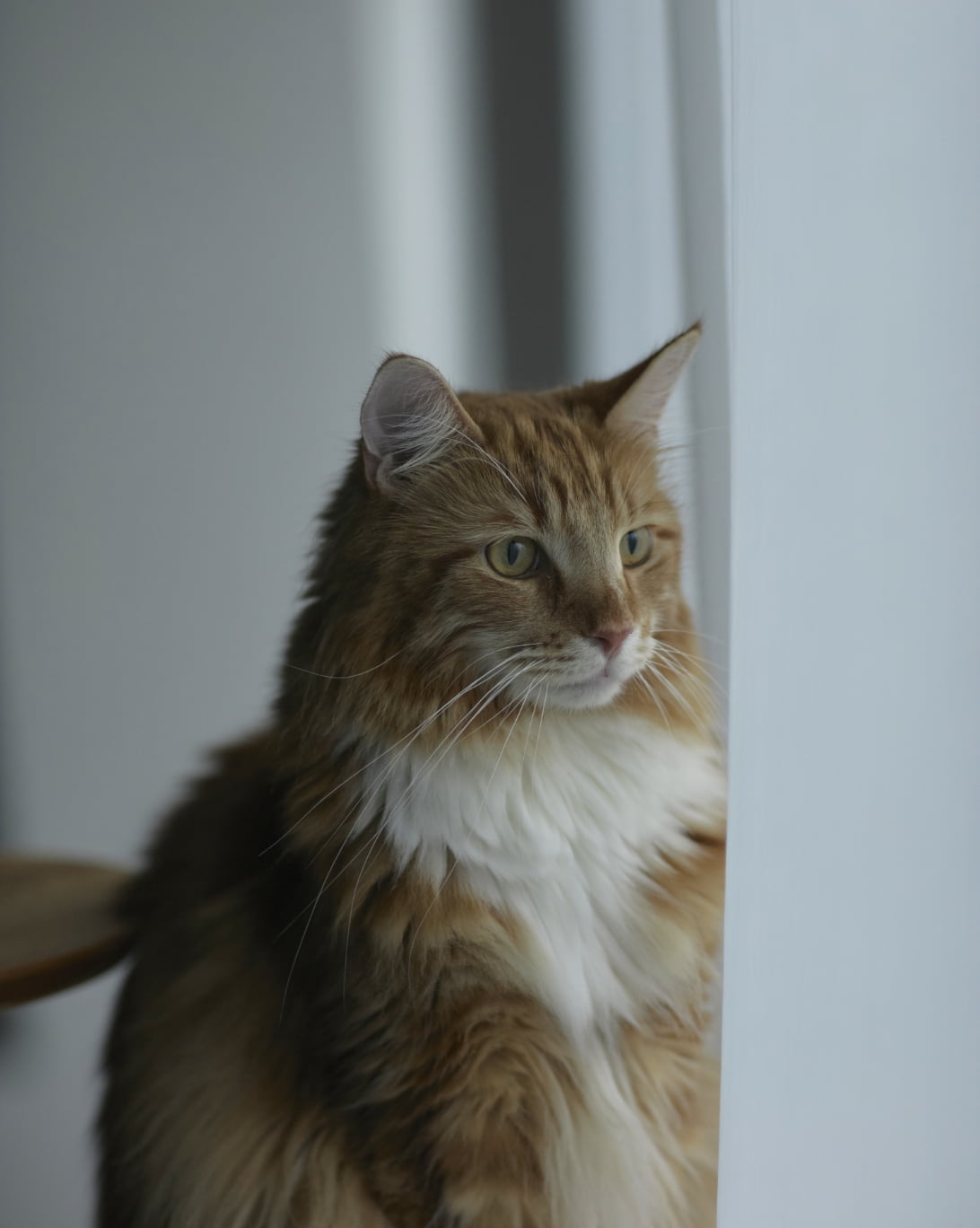 &CAT 的商品照片