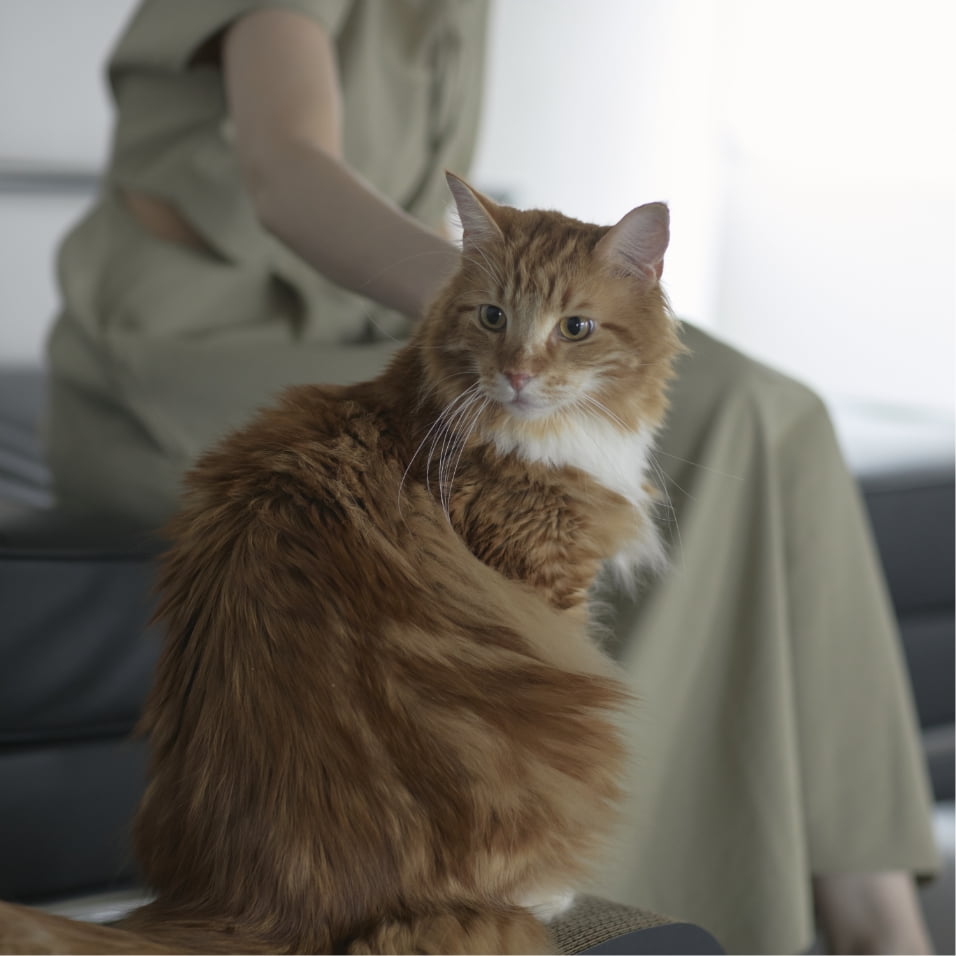 アンドキャット