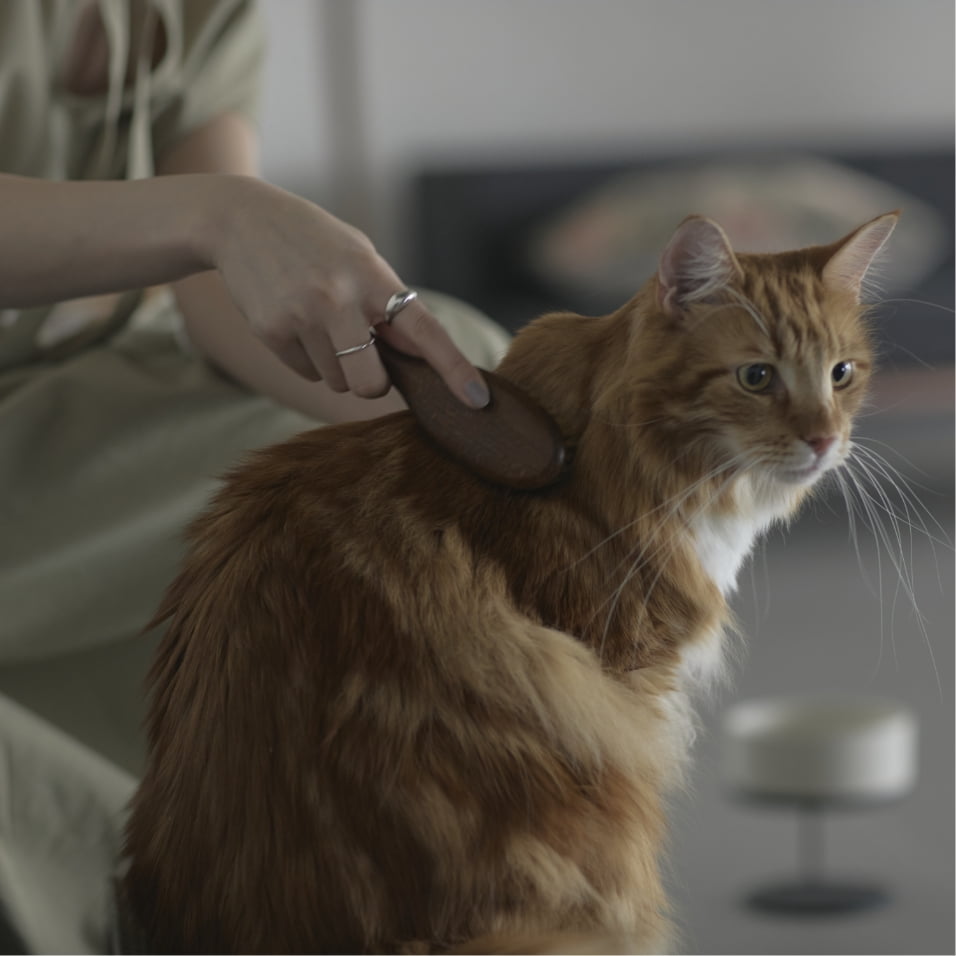 キャットブラシ
