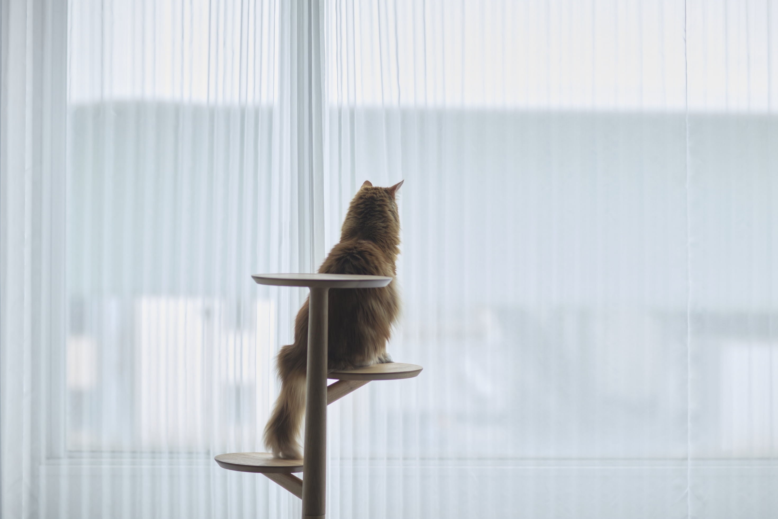 &CAT のスライド