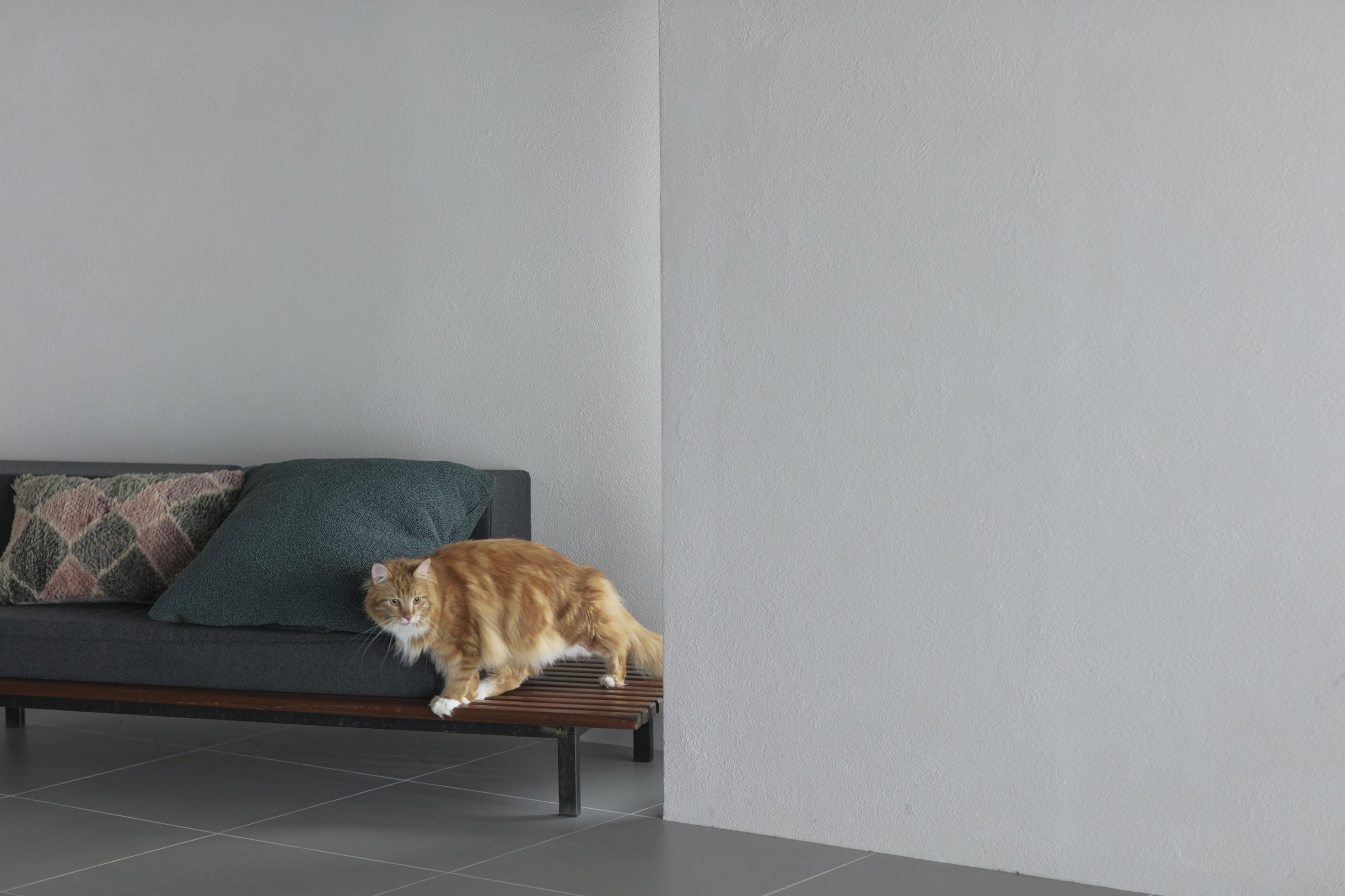 &CAT のスライド