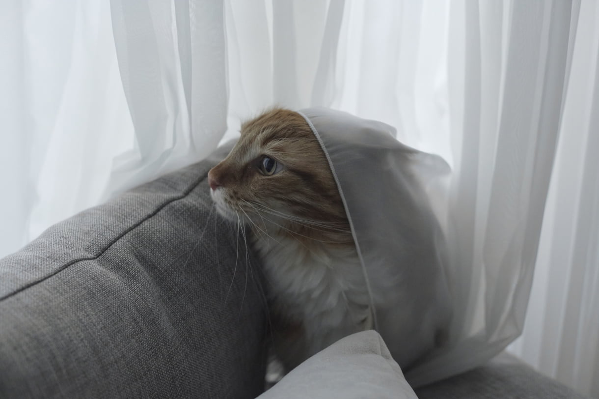 猫抱いている