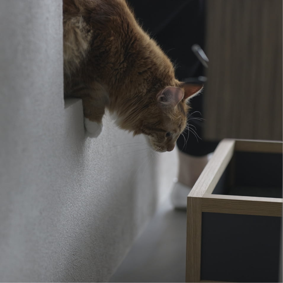 &CAT