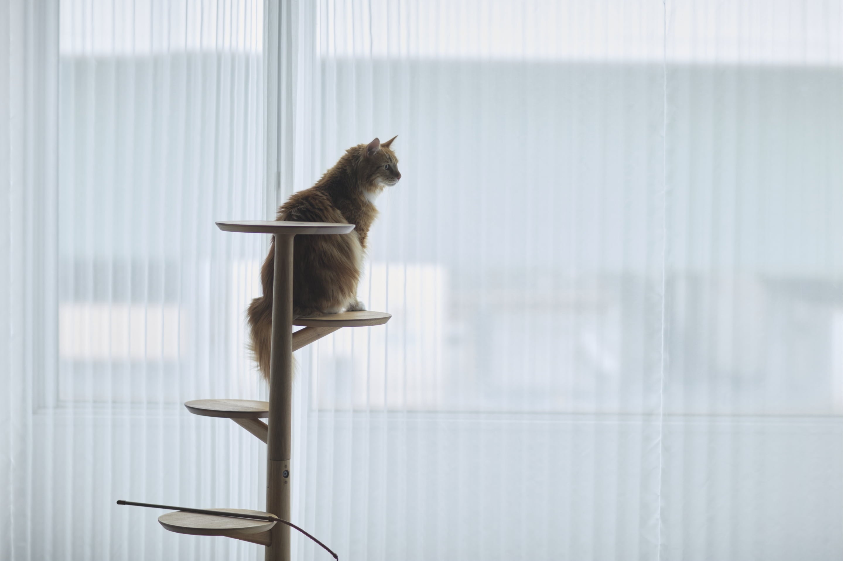キャットタワー