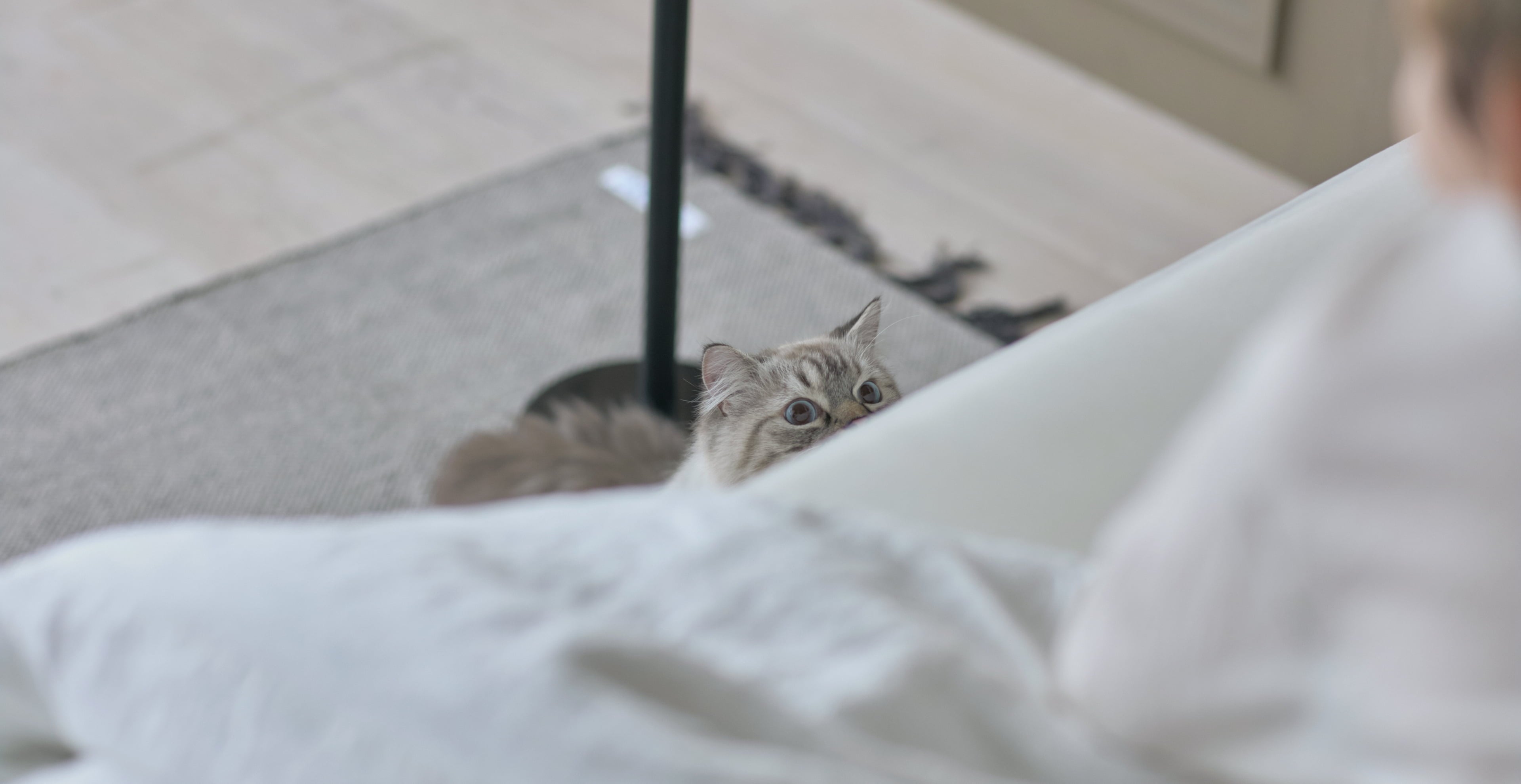 猫に関する豆知識や為になる情報をお届け