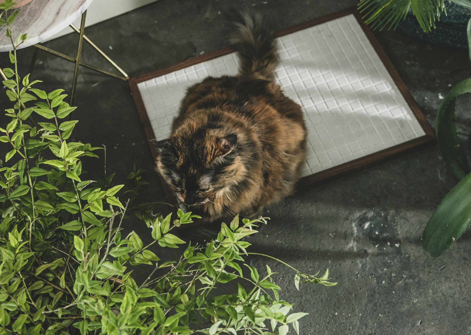 ひんやりマット