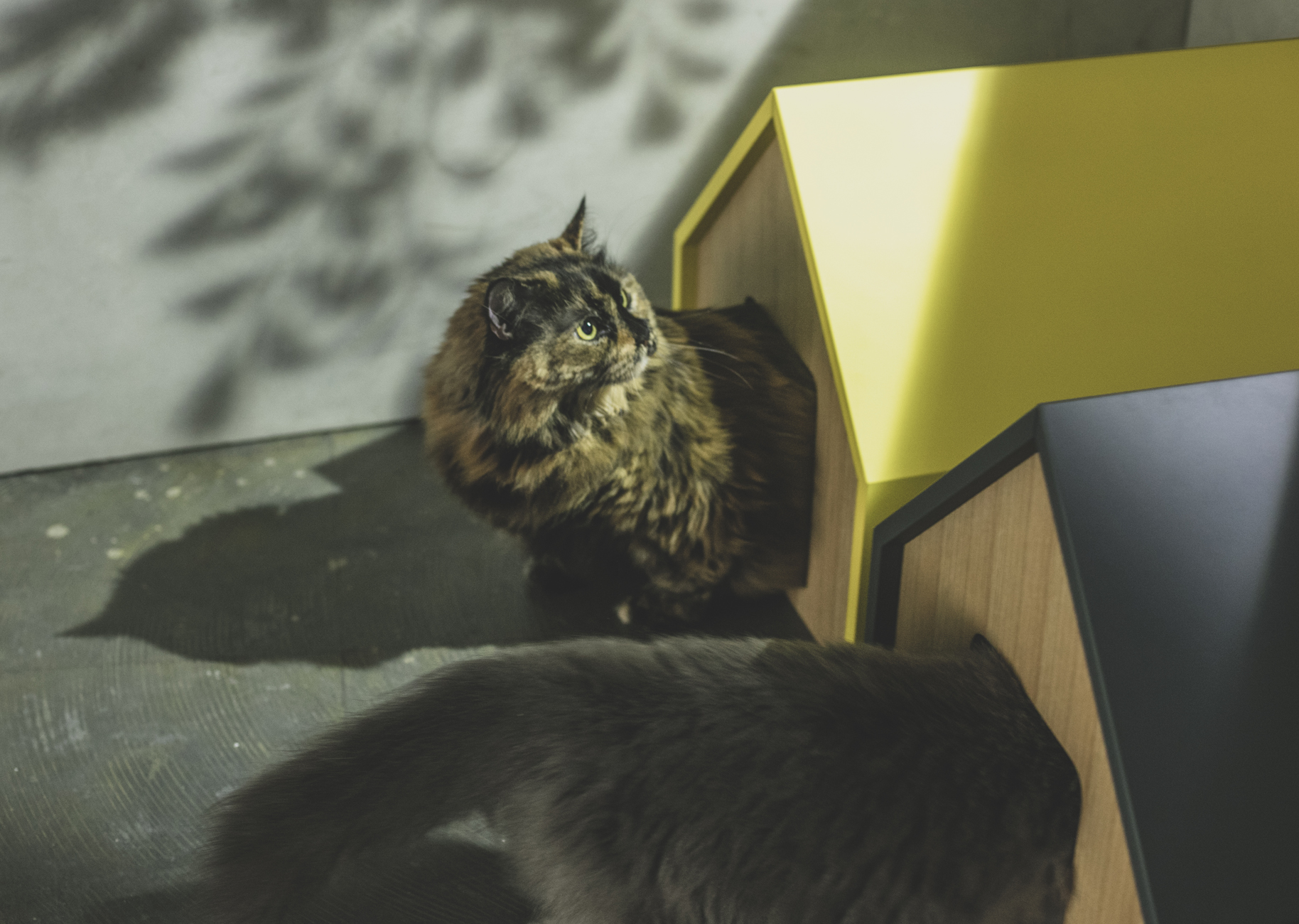 キャットハウス
